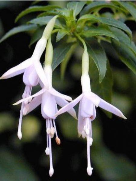 Fuchsia magellanica Alba - обичка зимоустойчива бяла (1578)